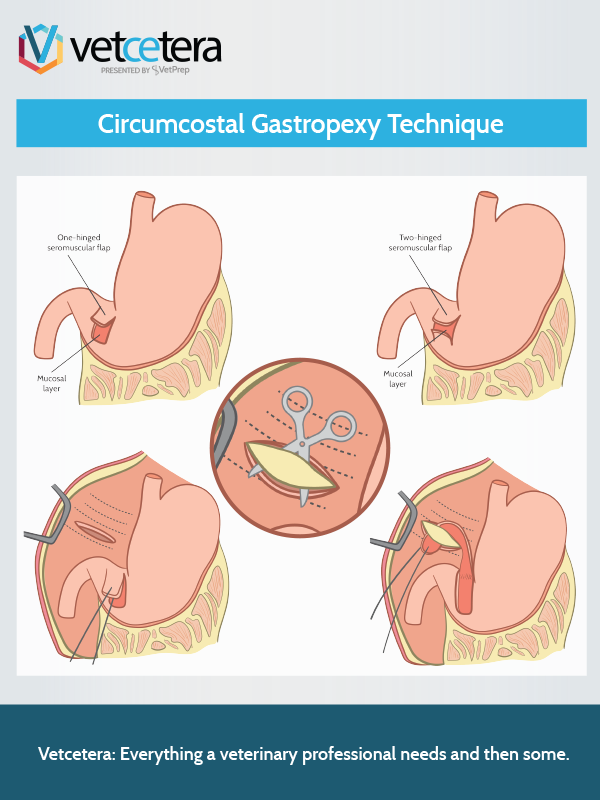 Circumcostal Gastropexy Technique