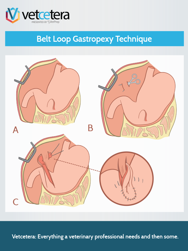 Belt Loop Gastropexy Technique