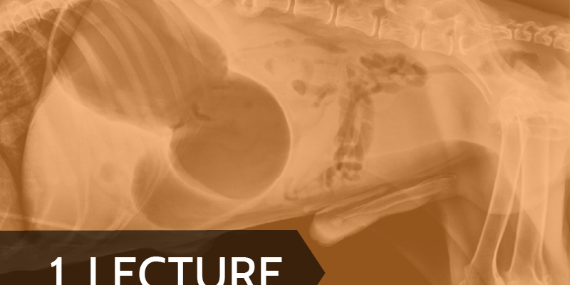 Gastric Dilatation and Volvulus
