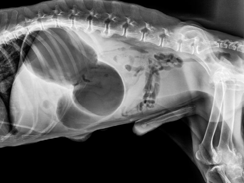 Gastric Dilatation And Volvulus – Vetcetera