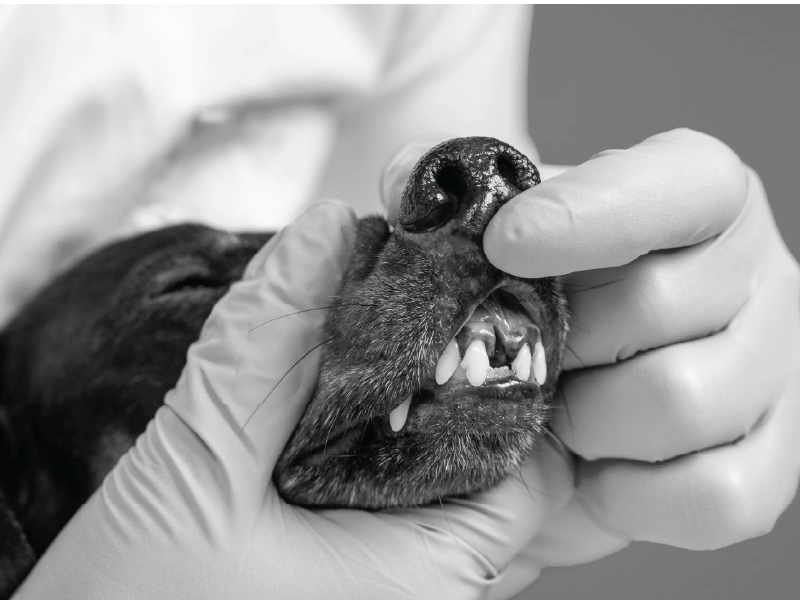 Surgical Dental Extractions and Complications in Dogs and Cats Vetcetera