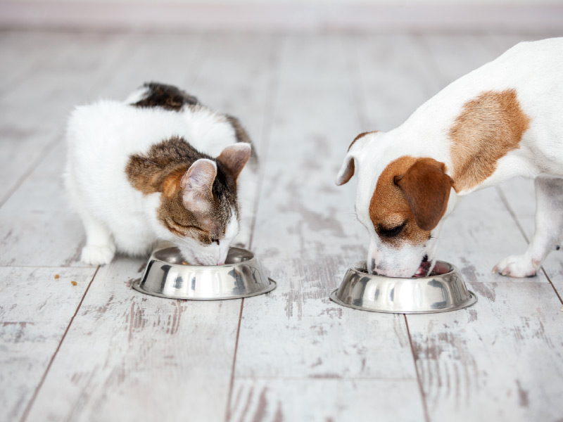 Pet Food: Recalls and Product Safety