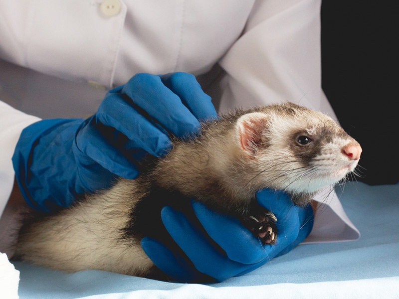 The Ferret: Essentials for the Practitioner