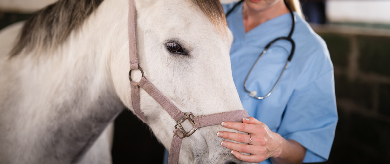 [WEBINAR] Esophageal Obstruction in the Horse Vetcetera