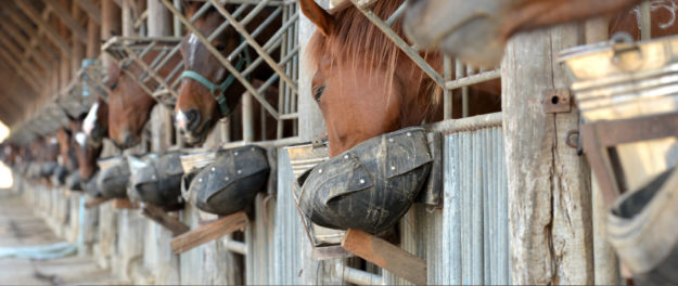 Equine Feed Contamination and Toxicology