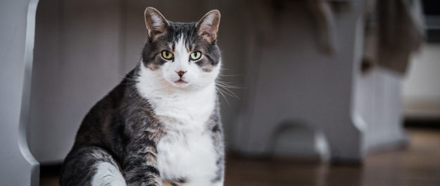 Diagnosis and Management of Diabetic Ketoacidosis