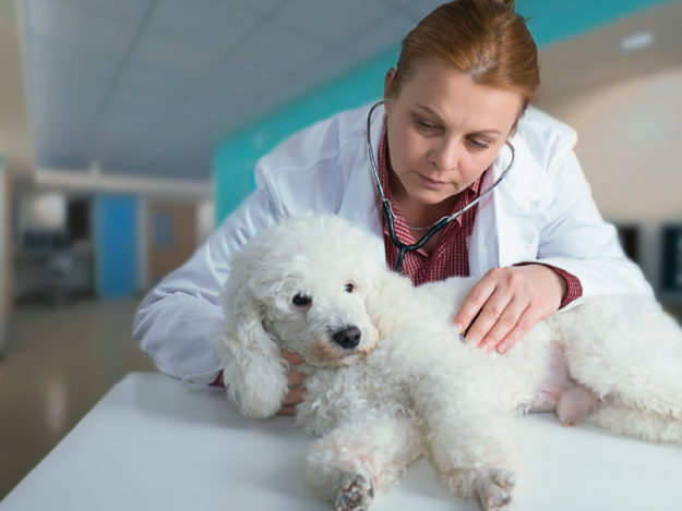 Addisonian Crisis Management