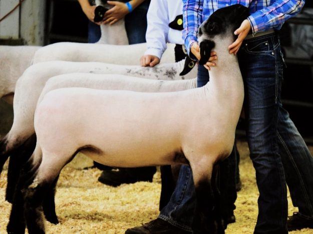 Urinary Disease in Small Ruminants