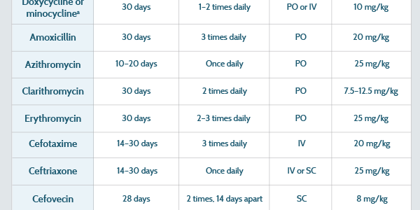 Medications for Treating Lyme Disease in Dogs and Cats: Antibiotics Used in Lyme Disease Treatment