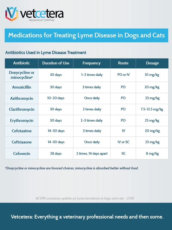 Medications for Treating Lyme Disease in Dogs and Cats: Antibiotics ...