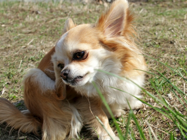 The Role of Bovine Colostrum in Dog & Cat Nutritional Health Module 1