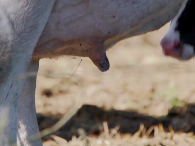 The Role of Bovine Colostrum in Dog & Cat Nutritional Health Module 2