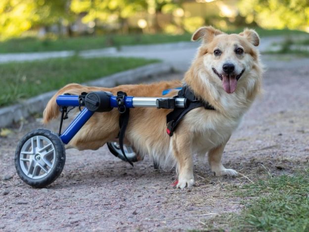 Help! My Patient Can't Walk