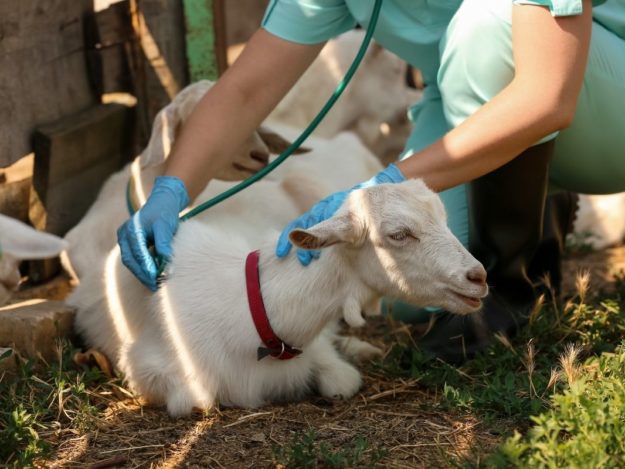 Common Emergencies in Small Ruminants