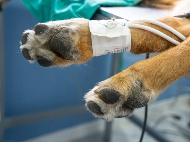 Dopp It Like It's Hot