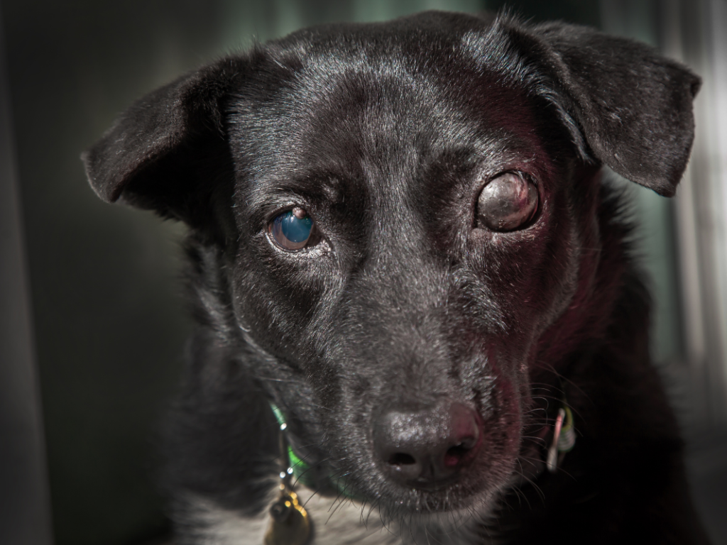 Glaucoma in Dogs and Cats