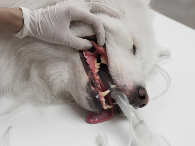 Dental Nerve Blocks for Technicians