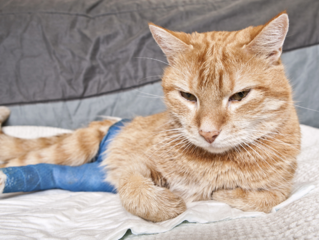 It's a Wrap! Bandaging for Beginners