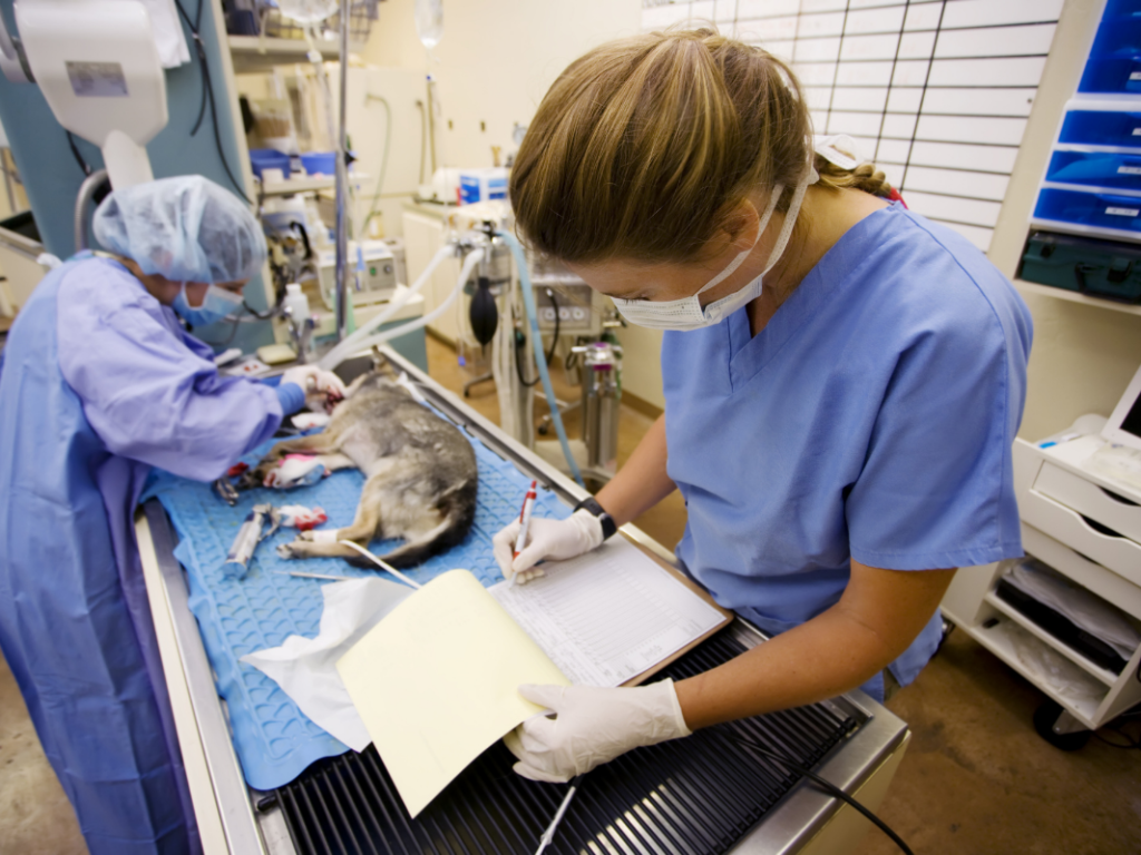 Role of the Veterinary Surgical Scrub Technician