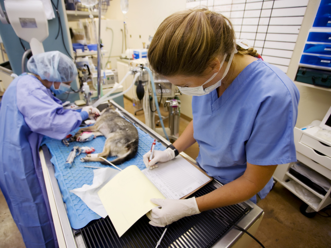 role-of-the-veterinary-surgical-scrub-technician-vetcetera