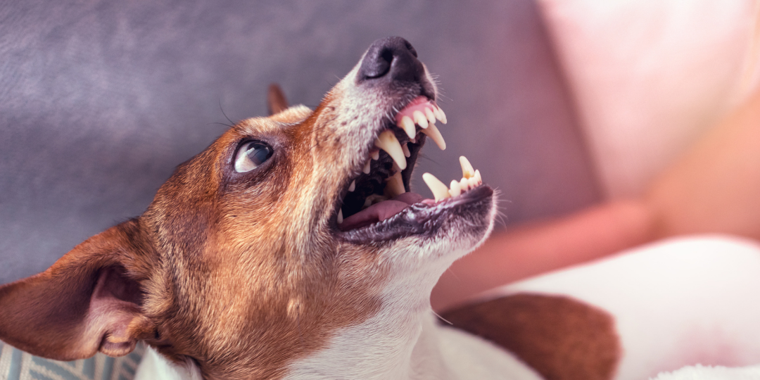 [inar] Medical Causes and Medication Intervention for Aggression in