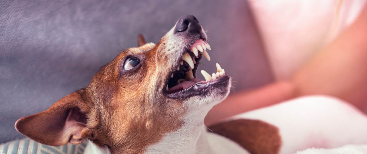 [Webinar] Medical Causes and Medication Intervention for Aggression in