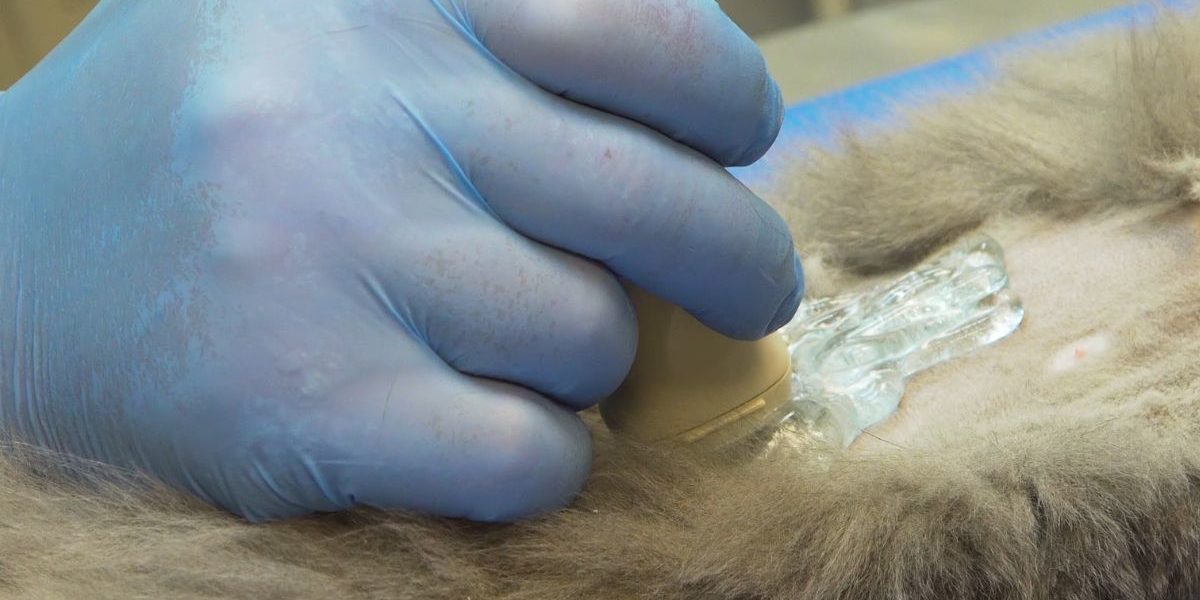 AFAST® and Its Abdominal Fluid Scoring System