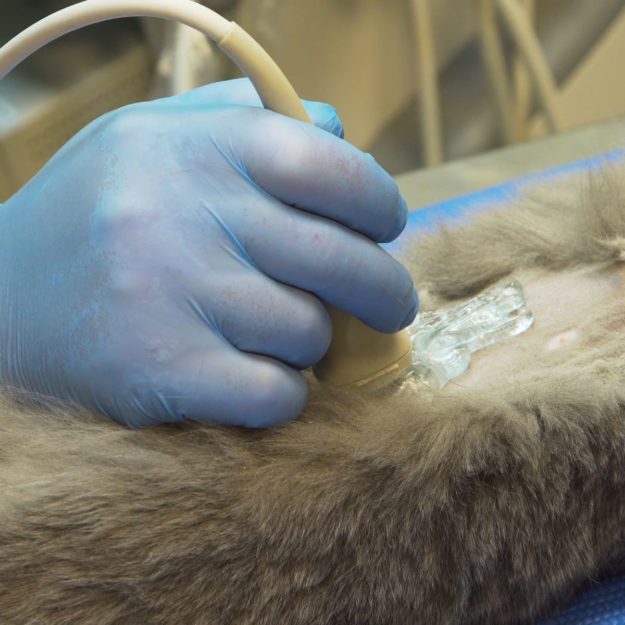 AFAST® and Its Abdominal Fluid Scoring System