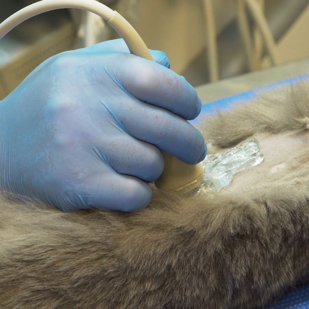 AFAST® and Its Abdominal Fluid Scoring System