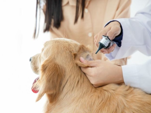 Tips for Managing Canine Otitis Externa