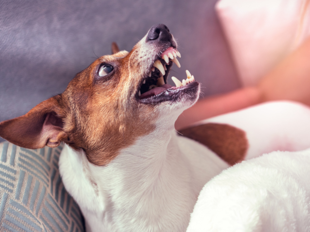 Medical Causes and Medication Intervention for Aggression in Dogs