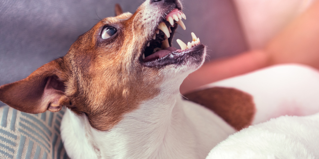 Medical Causes and Medication Intervention for Aggression in Dogs
