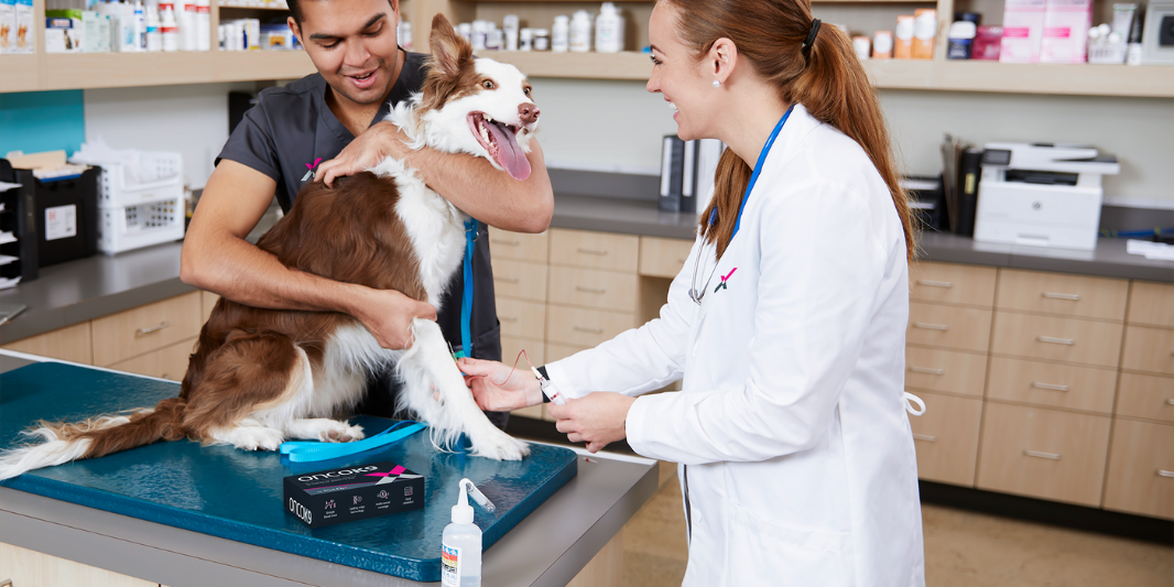 can-blood-work-detect-cancer-in-dogs