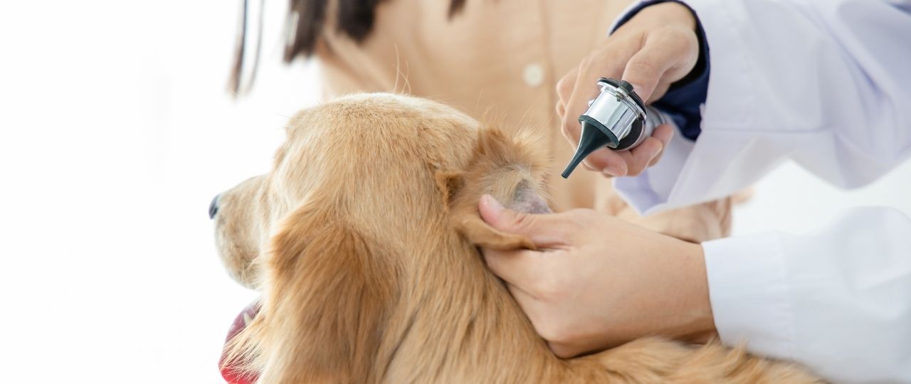 [Webinar] Tips for Managing Canine Otitis Externa – Vetcetera