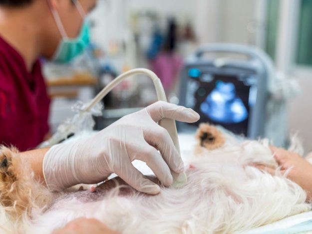 AFAST© and Its Abdominal Fluid Scoring System for the Bleeding Patient