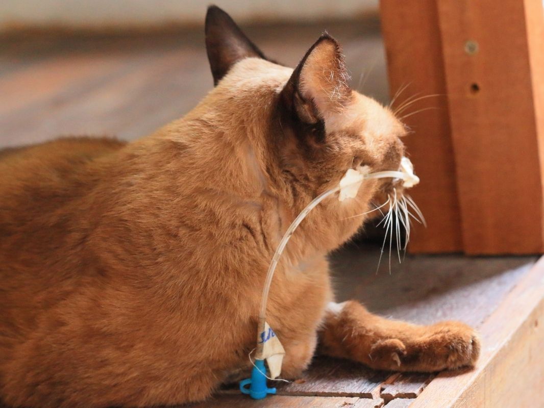 [inar] Hose Beast Enteric Feeding Tubes Vetcetera