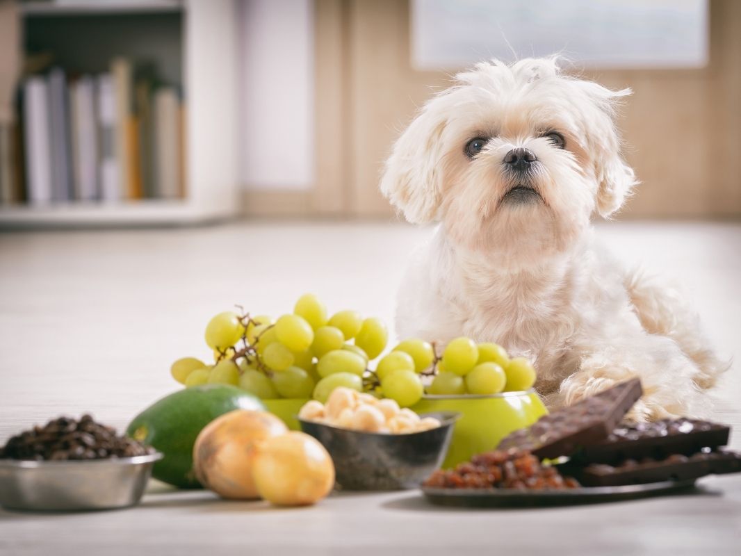 Your Dog Ate What?! Managing Common Toxicities Vetcetera