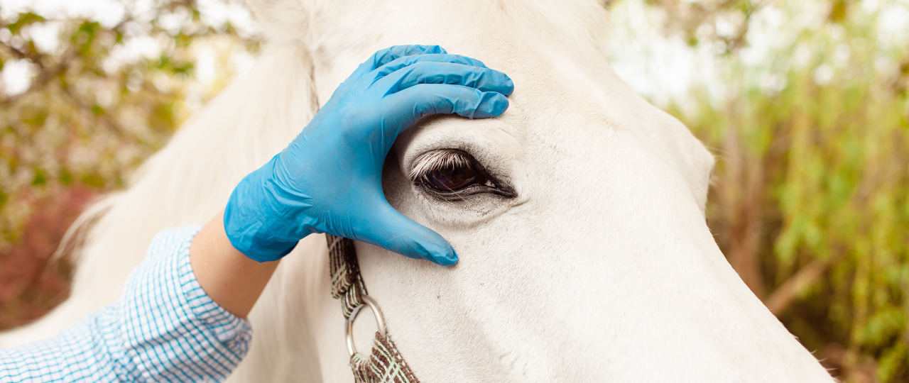 [inar] Equine Ophthalmology Vetcetera