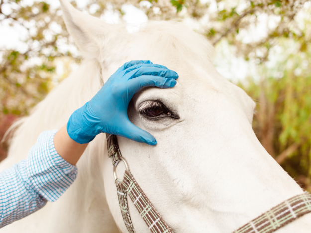 Equine Ophthalmology