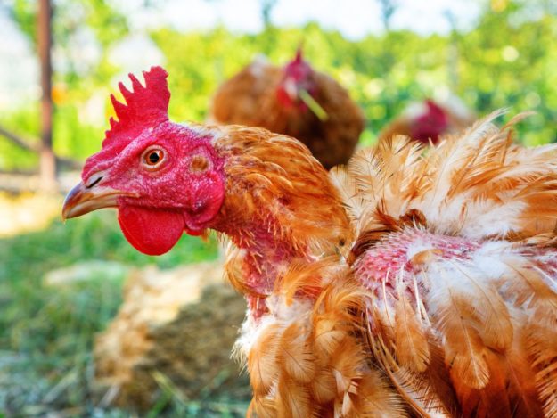 A Chicken Walks Into an Exam Room -- Now What Do I Do?