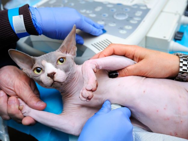 Vet BLUE© Introduction to Lung Ultrasound and Its Use for Small Animal and COVID-19 Pneumonia