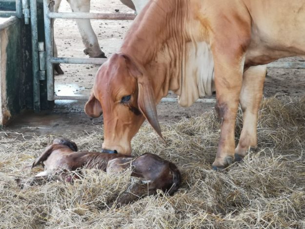 Bovine Dystocia Management