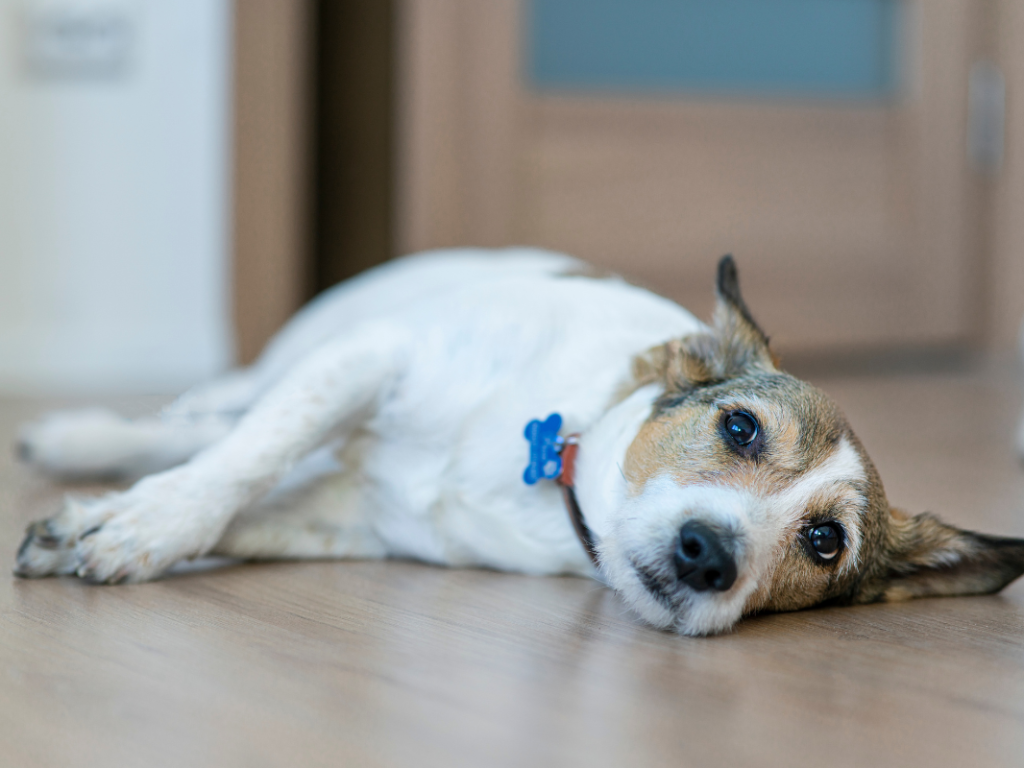 Animal Boredom, Emotion and Pain: Making a little sense of the science for our patients