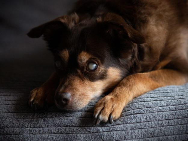 Diabetes Mellitus in Dogs