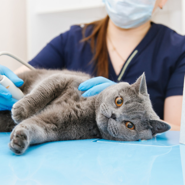 What is Vet BLUE ® ?