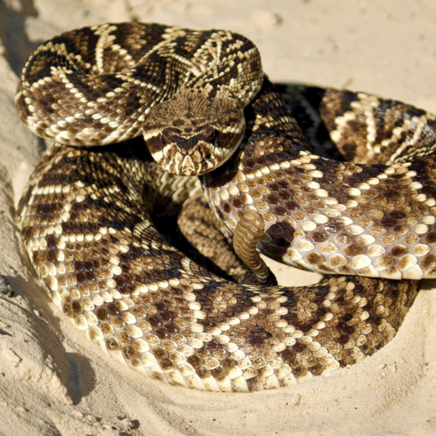 Pit Viper Envenomation