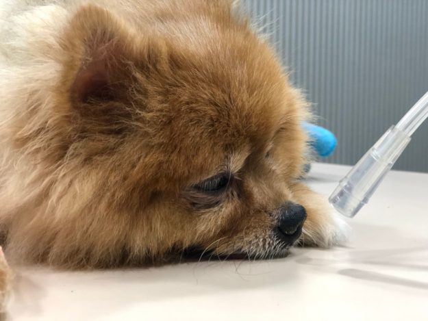 BREATHE! Approach to the Respiratory Distressed Patient