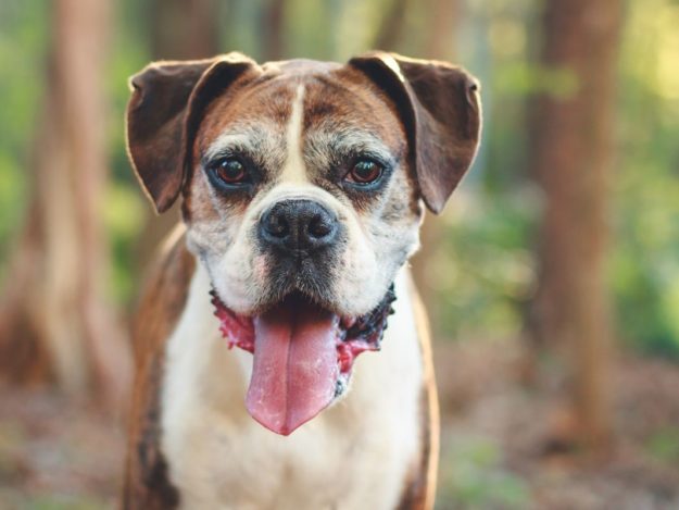 Celebrating Senior Pets