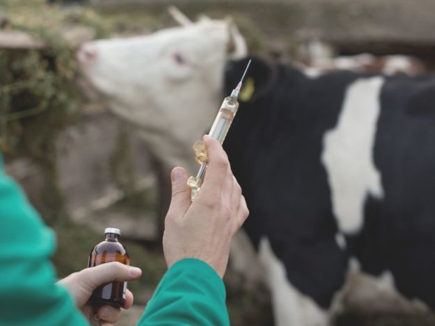 Local and Regional Anesthesia in Food Animals