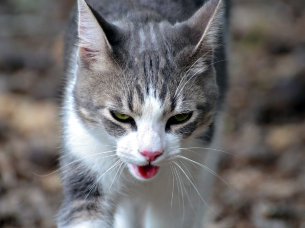 Pulmonary Hypertension: A Cardiopulmonary Clinical Enigma